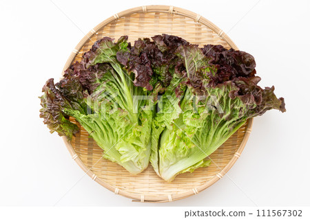 白色背景上的陽光生菜 111567302