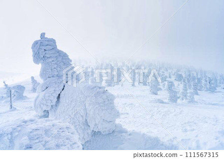 Frost-covered trees in Yamagata Zao, Yamagata City, Yamagata Prefecture 111567315