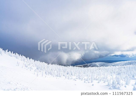 山形縣山形市山形藏王的霜凍樹木 山形縣山形市山形藏王的霜凍樹木 111567325