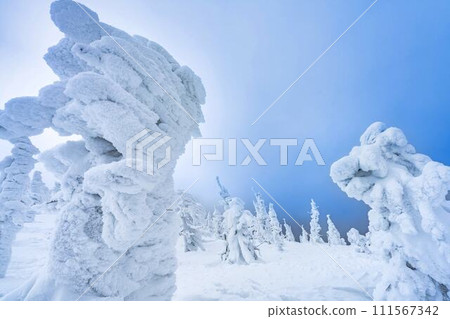 山形縣山形市山形藏王的霜凍樹木 山形縣山形市山形藏王的霜凍樹木 111567342