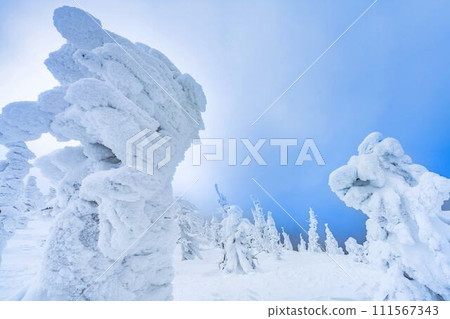 山形縣山形市山形藏王的霜凍樹木 山形縣山形市山形藏王的霜凍樹木 111567343