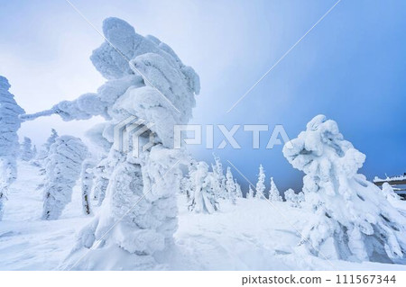 山形縣山形市山形藏王的霜凍樹木 111567344