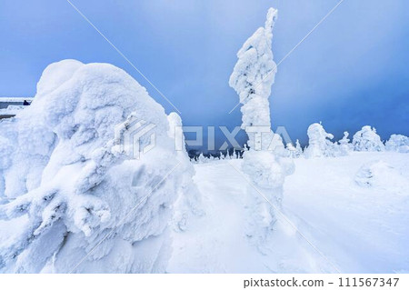 山形縣山形市山形藏王的霜凍樹木 山形縣山形市山形藏王的霜凍樹木 111567347