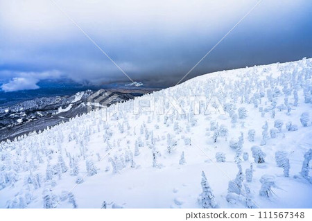山形縣山形市山形藏王的霜凍樹木 山形縣山形市山形藏王的霜凍樹木 111567348