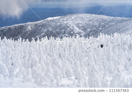 Frost-covered trees in Yamagata Zao, Yamagata City, Yamagata Prefecture 111567363