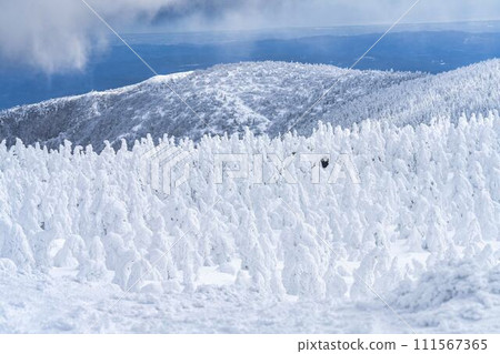 山形縣山形市山形藏王的霜凍樹木 111567365