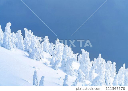 山形縣山形市山形藏王的霜凍樹木 111567378