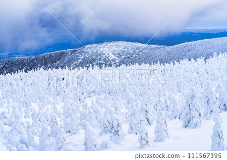 山形縣山形市山形藏王的霜凍樹木 111567395