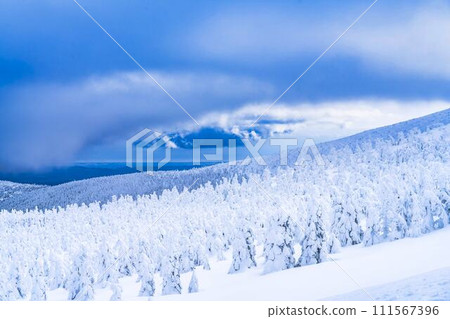 山形縣山形市山形藏王的霜凍樹木 111567396