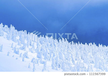 山形縣山形市山形藏王的霜凍樹木 山形縣山形市山形藏王的霜凍樹木 111567399