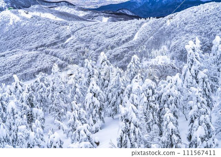 山形縣山形市山形藏王的霜凍樹木 111567411