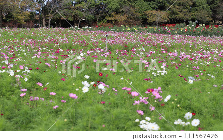 名稱 名花之裡 波斯菊 大麗花 玫瑰海棠花園 三重縣桑名市長島町 名稱 名花之裡 波斯菊 大麗花 玫瑰海棠花園 三重縣桑名市長島町 111567426