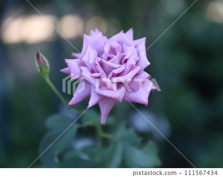 Title Nabana no Sato Cosmos Dahlia Rose Begonia Garden Nagashima Town, Kuwana, Mie Prefecture Title Nabana no Sato Cosmos Dahlia Rose Begonia Garden Nagashima Town, Kuwana, Mie Prefecture 111567434