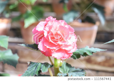 名稱 名花之裡 波斯菊 大麗花 玫瑰海棠花園 三重縣桑名市長島町 111567441