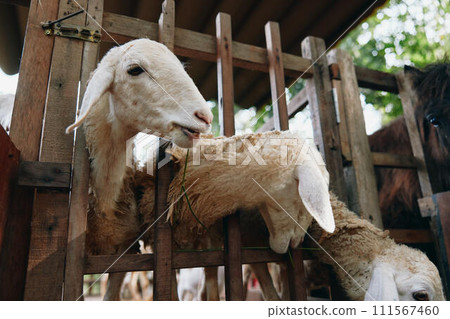 Sheep eating grass in a pen next to a horse and a brown horse and a brown horse and a brown horse and a brown horse and a brown horse and a brown Sheep eating grass in a pen next to a horse and a brown horse and a brown horse and a brown horse and a brown horse and a brown horse and a brown 111567460