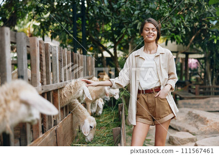 A woman is petting an alpaca in an outdoor pen with a fence in the background A woman is petting an alpaca in an outdoor pen with a fence in the background 111567461