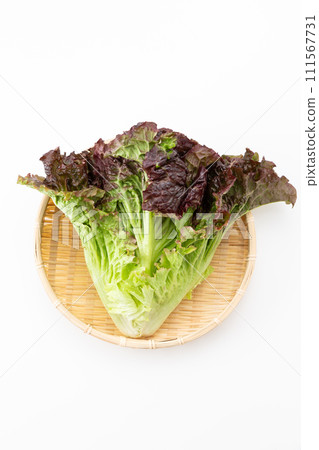 白色背景上的陽光生菜 111567731