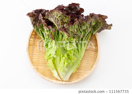 Sunny lettuce on white background 111567735