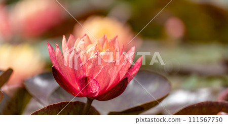 Pink lotus water lily flower in pond, waterlily with green leaves blooming Pink lotus water lily flower in pond, waterlily with green leaves blooming 111567750