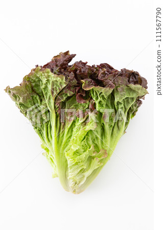 白色背景上的陽光生菜 111567790