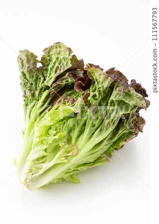 Sunny lettuce on white background Sunny lettuce on white background 111567793