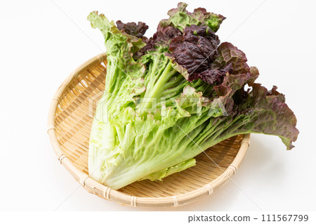 Sunny lettuce on white background 111567799