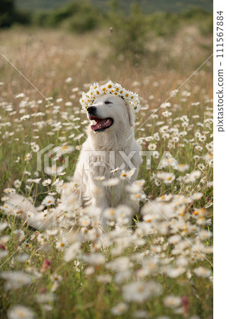 Daisies white dog Maremma Sheepdog in a wreath of daisies sits on a green lawn with wild flowers daisies, walks a pet. Cute photo with a dog in a wreath of daisies. 111567884