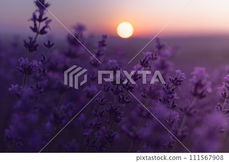 Lavender flower field. Violet lavender field sanset close up. Lavender flowers in pastel colors at blur background. Nature background with lavender in the field. 111567908