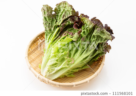 Sunny lettuce on white background Sunny lettuce on white background 111568101