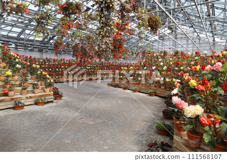 Nabana no Sato Begonia Garden Nagashima Town, Kuwana, Mie Prefecture 111568107