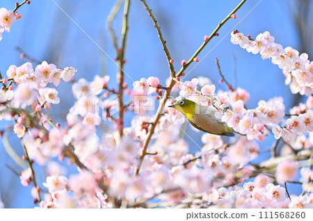 白眼吸梅花蜜 白眼吸梅花蜜 111568260