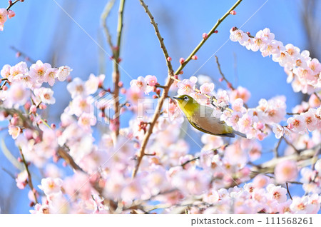 白眼吸梅花蜜 白眼吸梅花蜜 111568261