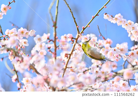 White-eye sucking plum nectar White-eye sucking plum nectar 111568262