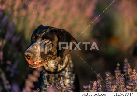 Dog sits in picturesque lavender field. Flower-filled landscape black and white dog sitting in a field of purple lavander flowers. Dog sits in picturesque lavender field. Flower-filled landscape black and white dog sitting in a field of purple lavander flowers. 111568314