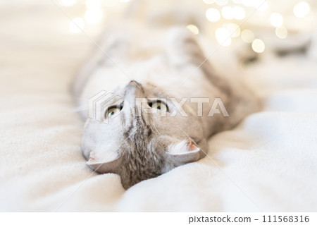 Scottish straight cat lies on his back bokeh from lights in the background. Cat upside down. Close up white cat face. Favorite pets, cat food. 111568316