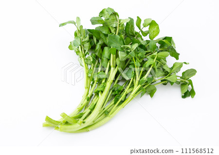 白色背景上的豆瓣菜 111568512