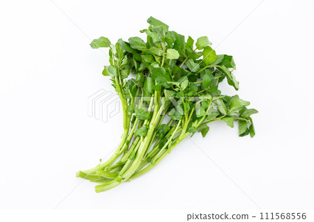 白色背景上的豆瓣菜 白色背景上的豆瓣菜 111568556