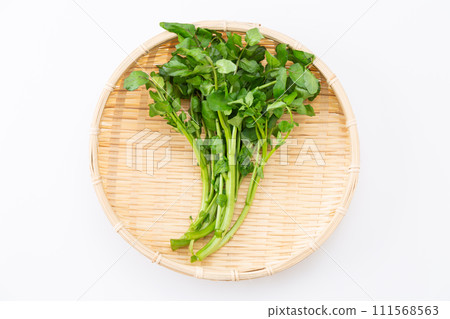 白色背景上的豆瓣菜 111568563