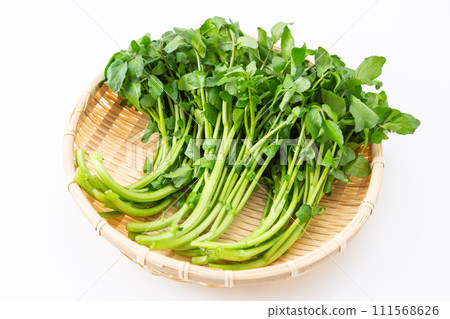 白色背景上的豆瓣菜 111568626