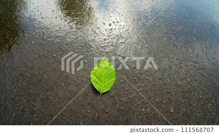 A single green leaf in a puddle on wet asphalt. A single green leaf in a puddle on wet asphalt. 111568707