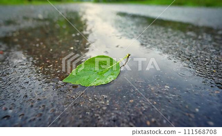 A single green leaf in a puddle on wet asphalt. 111568708