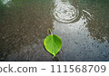 A single green leaf in a puddle on wet asphalt. 111568709