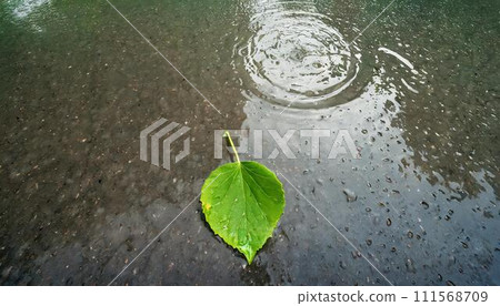 濕瀝青上水坑裡的一片綠葉。 濕瀝青上水坑裡的一片綠葉。 111568709
