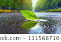 A single green leaf in a puddle on wet asphalt. 111568710
