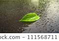 A single green leaf in a puddle on wet asphalt. 111568711