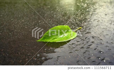 A single green leaf in a puddle on wet asphalt. 111568711