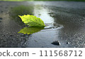 A single green leaf in a puddle on wet asphalt. 111568712