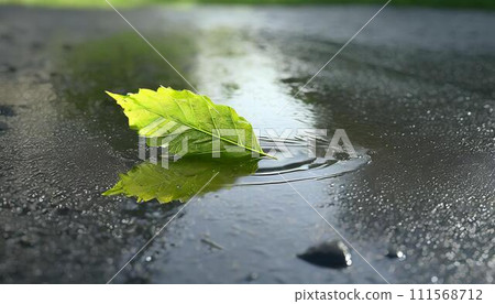 A single green leaf in a puddle on wet asphalt. 111568712