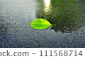 A single green leaf in a puddle on wet asphalt. 111568714