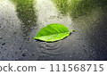 A single green leaf in a puddle on wet asphalt. 111568715